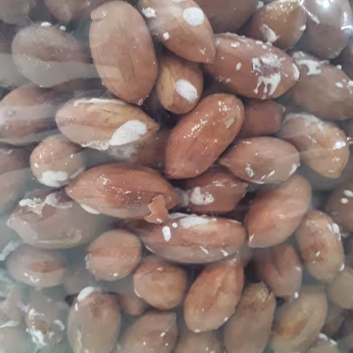 مغز بادام زمینی محصول 1402 استانه اشرفیه خوش طعم ونمکی 