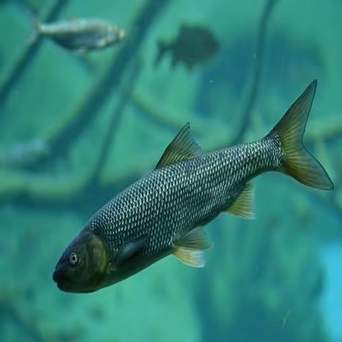 طرح توجیهی پرورش ماهی قزل آلا - Tarhtojihi.org