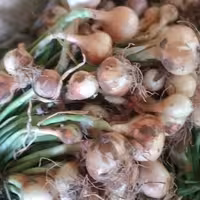 پیاز کوهی ییلاقات گیلان سرخ شده یک کیلویی گیلان.رشت