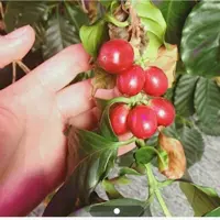 نهال قهوه عربیک


