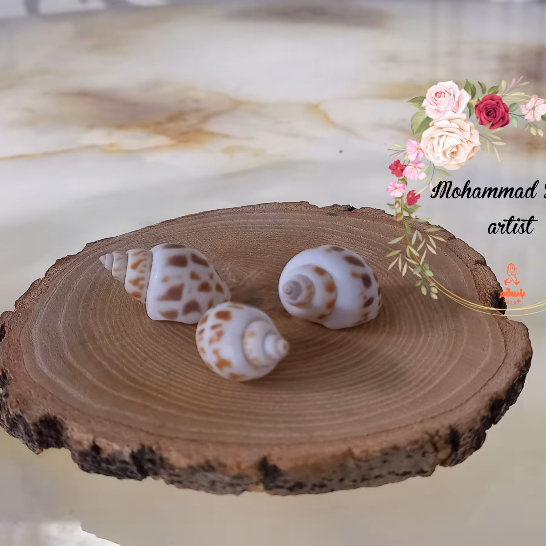 صدف حلزونی خال خال قهوه ای (بسته 5 عددی)