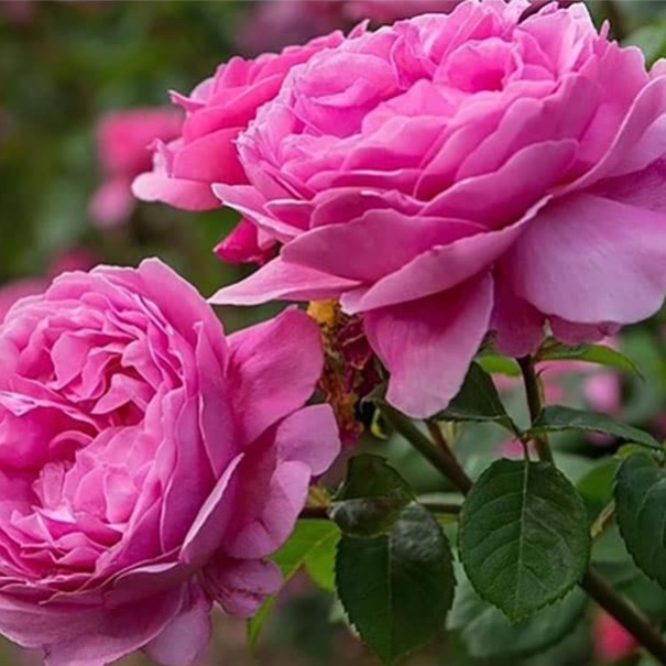 عطر گل محمدی