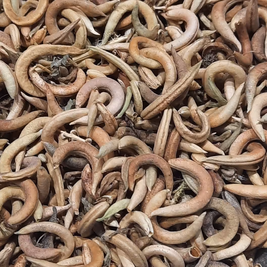ناخنک ریز