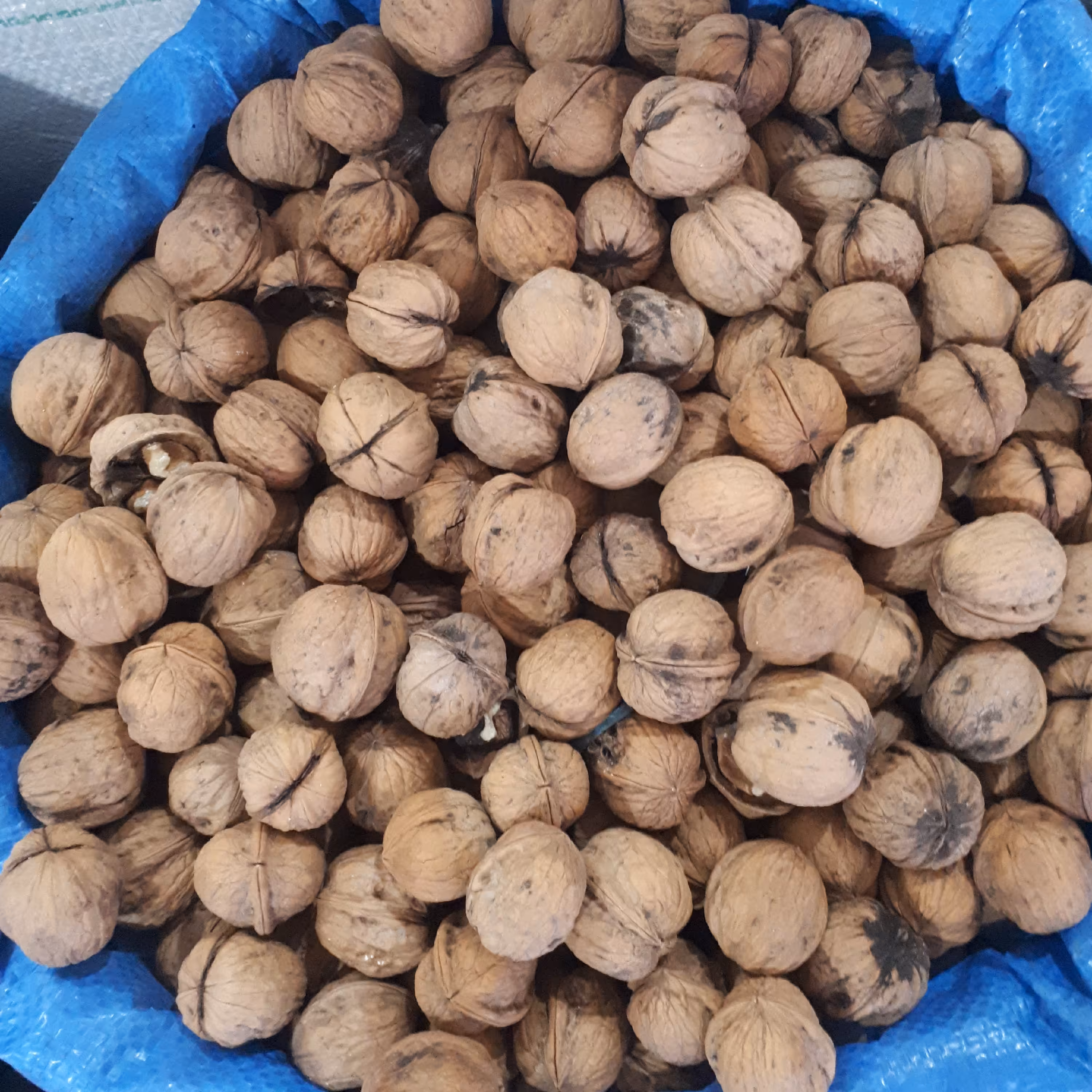 گردو بوانات (15 کیلویی)