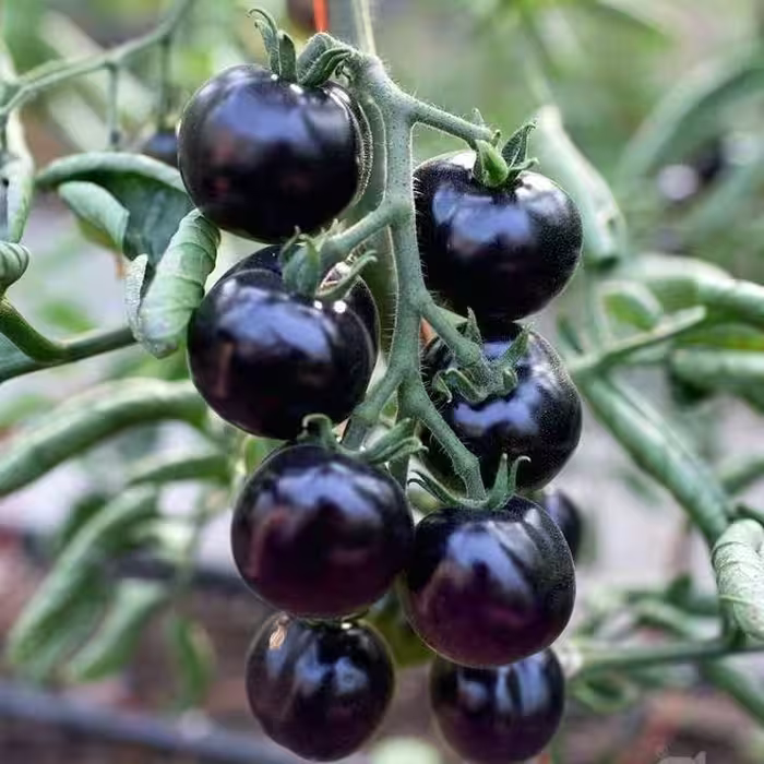 بذر گوجه چری مشکی