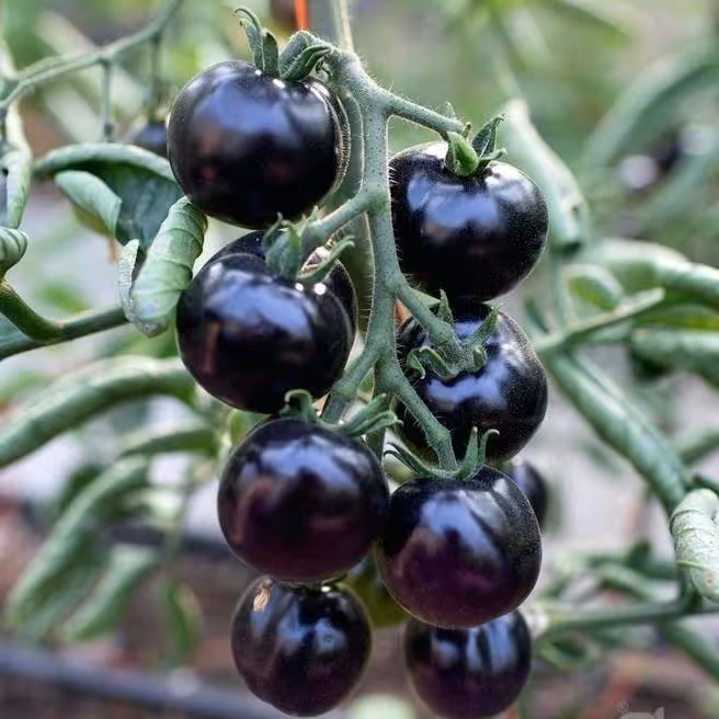 بذر گوجه چری مشکی
