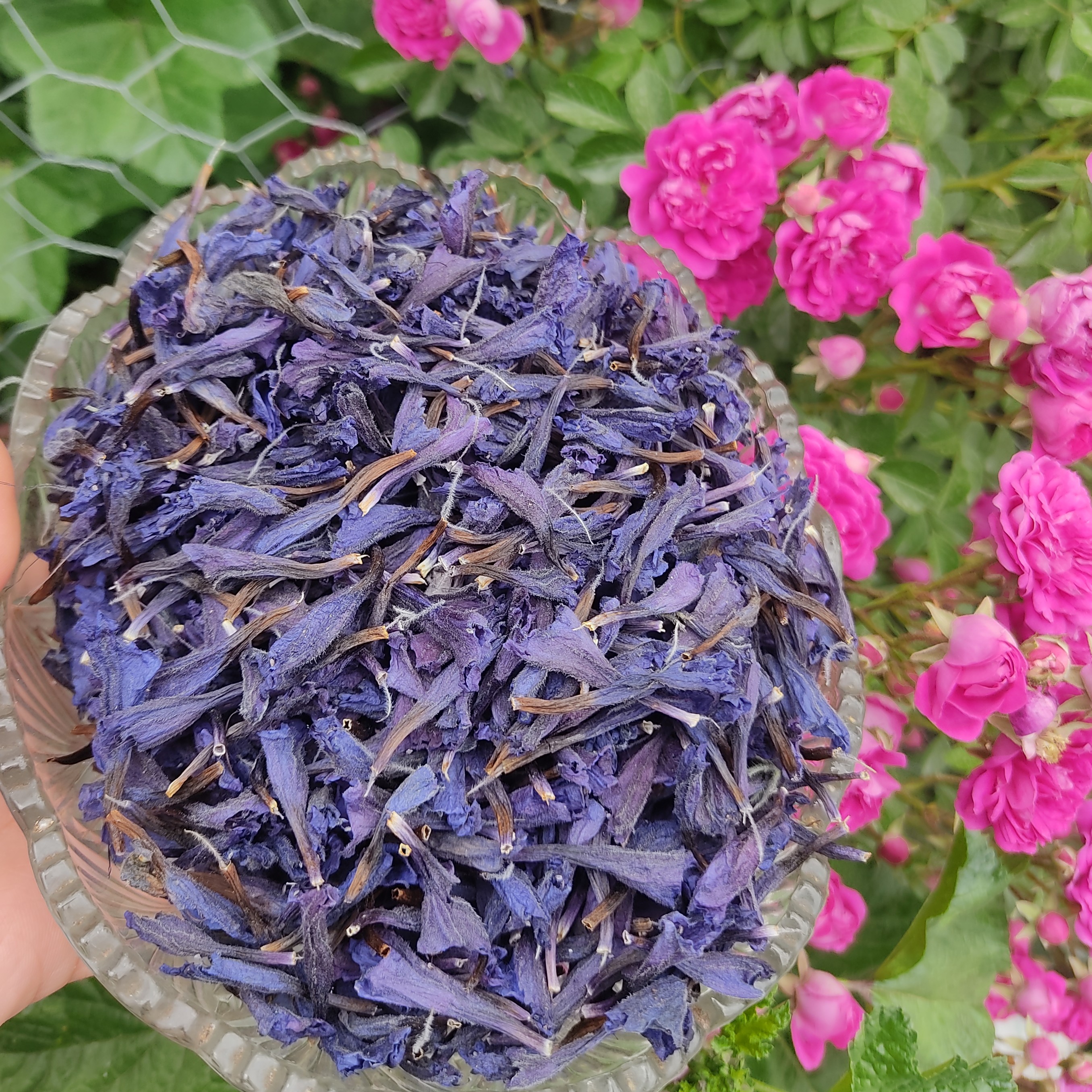 گل گاو زبان(صدگرم)