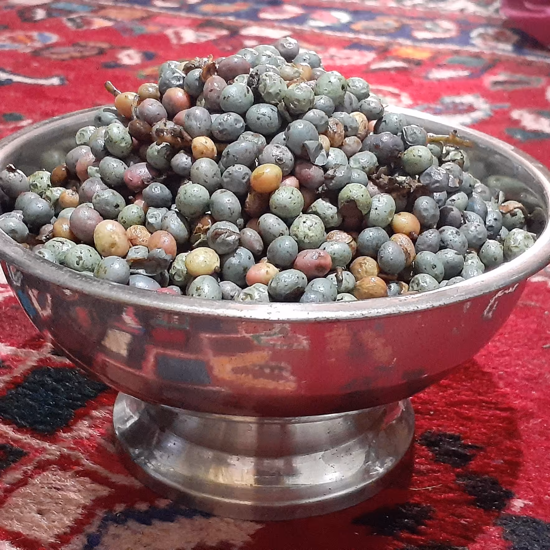 بنه (پسته وحشی) تر ، [یک کیلویی]