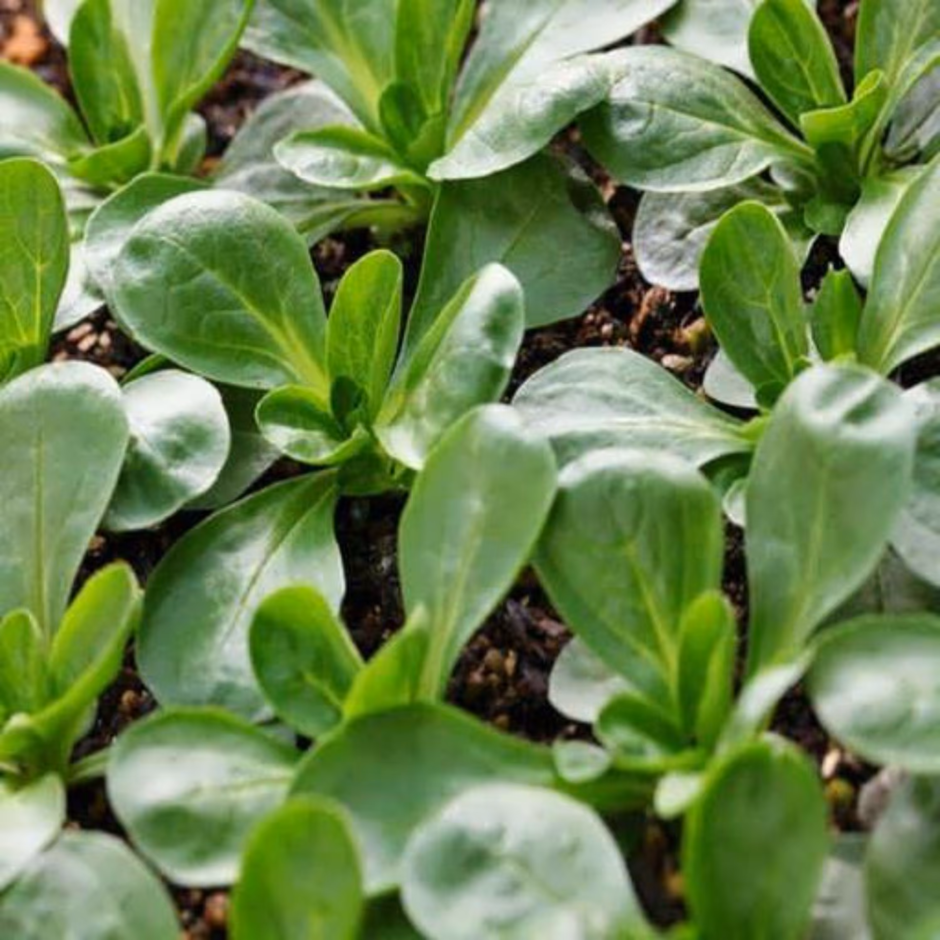 بذر والریانا (سالاد کورن) 100 عددی