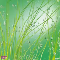 پوستر دیواری کومار مدل 889-8