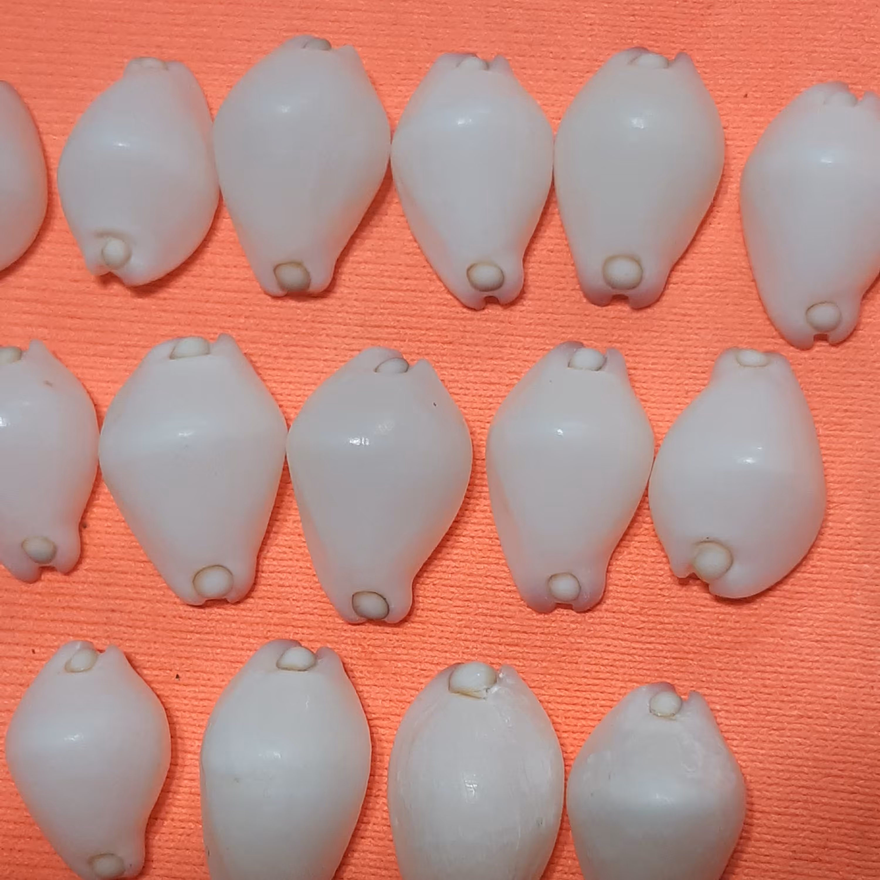 صدف سیپرا سفید