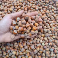 فندق تازه اشکورات  250 گرمی