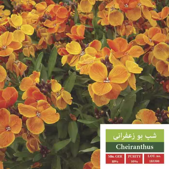 بذر گل شب بو زعفرانی الوان بذر طلایی رویان 