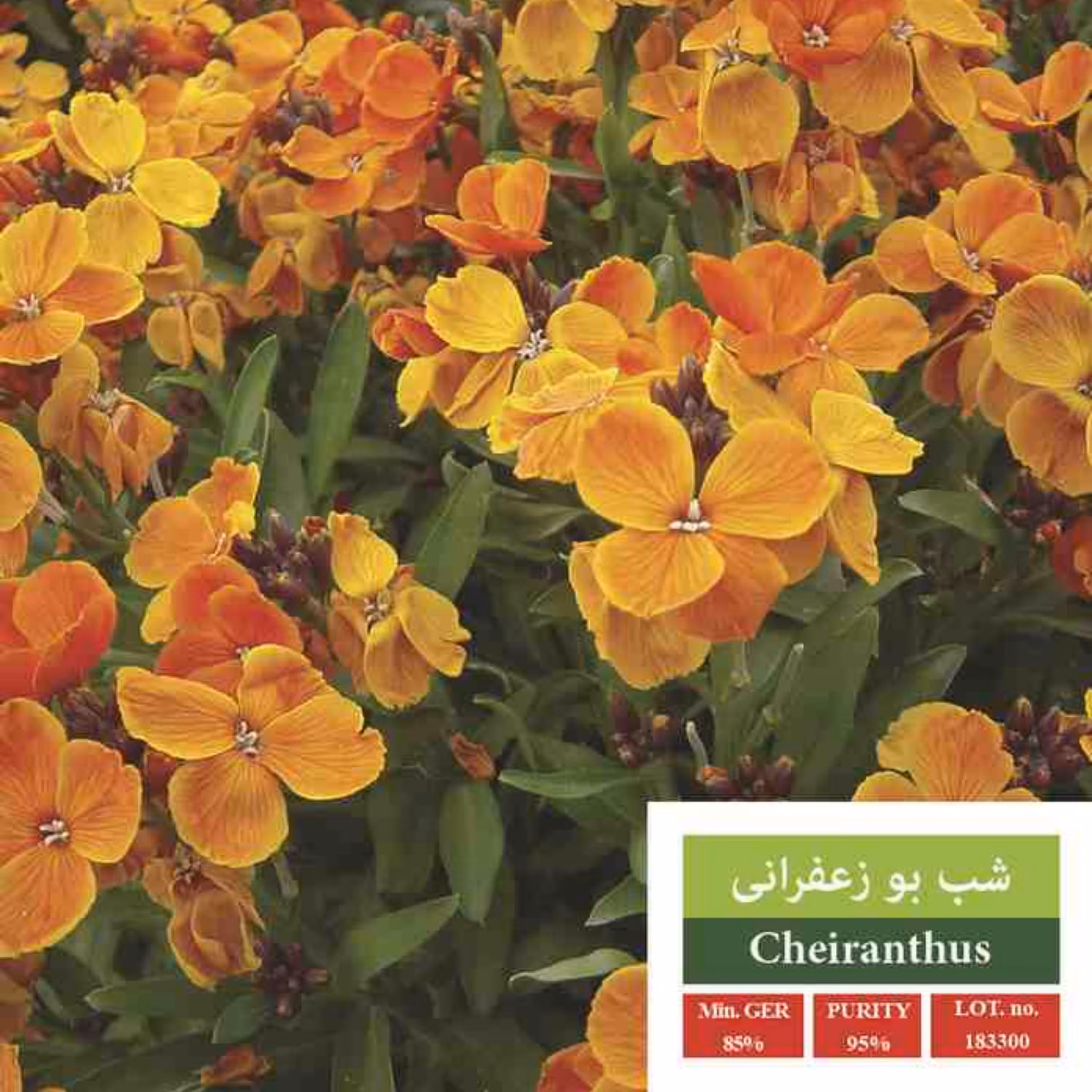 بذر گل شب بو زعفرانی الوان بذر طلایی رویان 