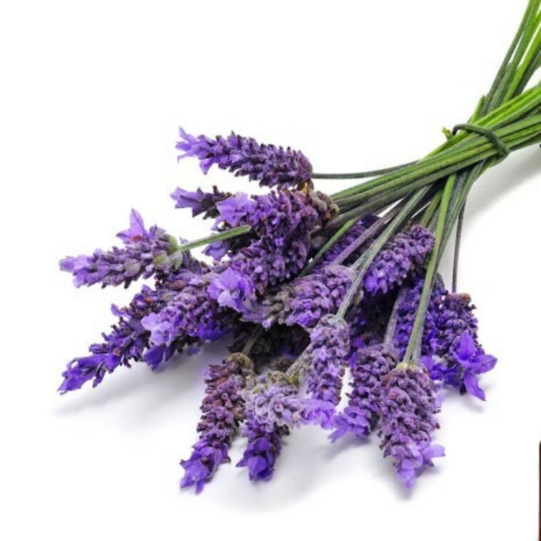 روغن اسطوخودوس 30 سی سی