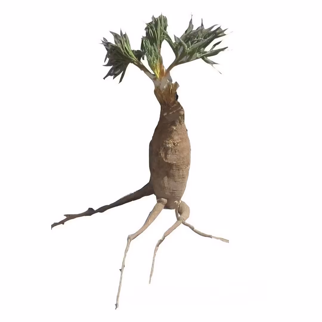 پودر ریشه کما