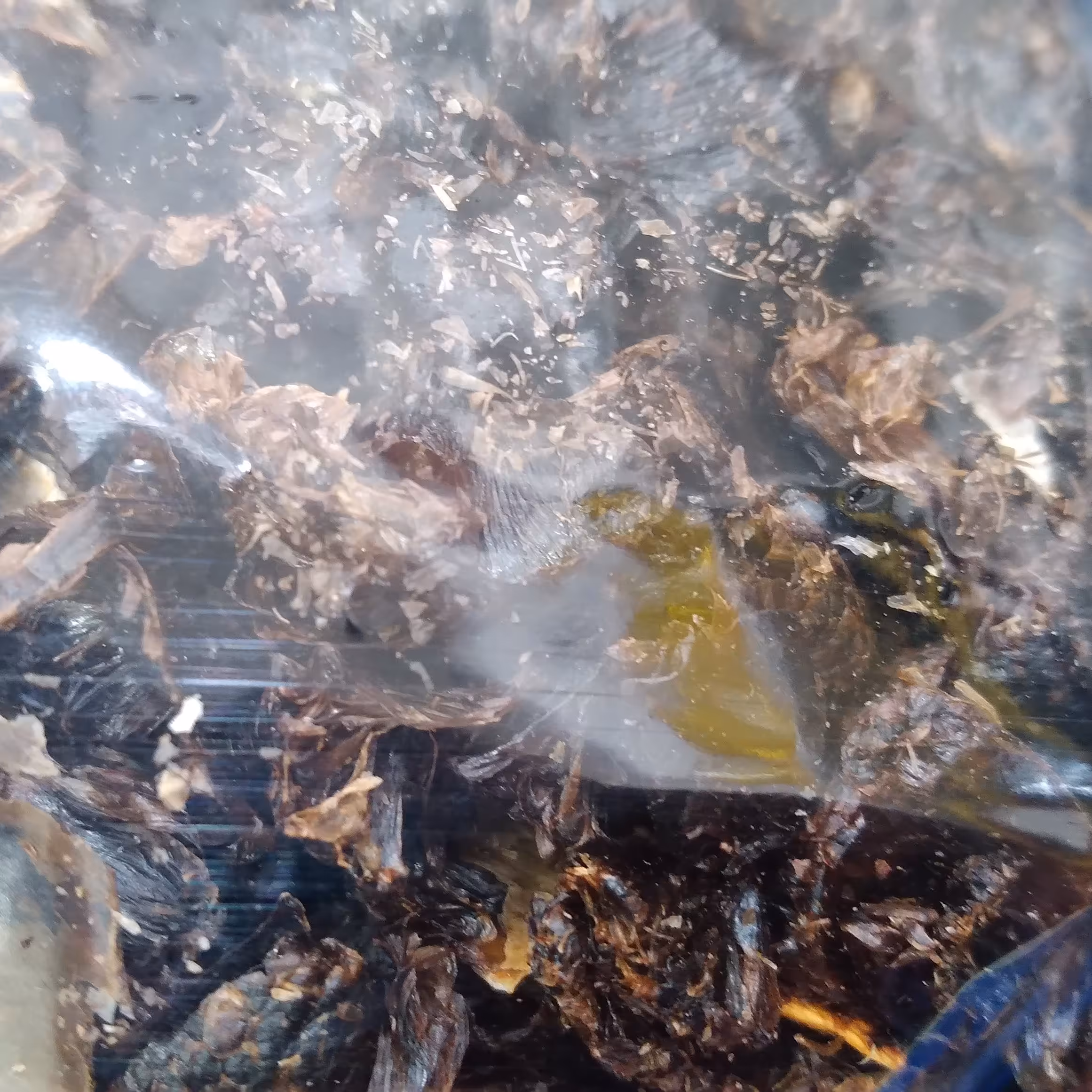 پر لیمو امانی، تازه و ارگانیک