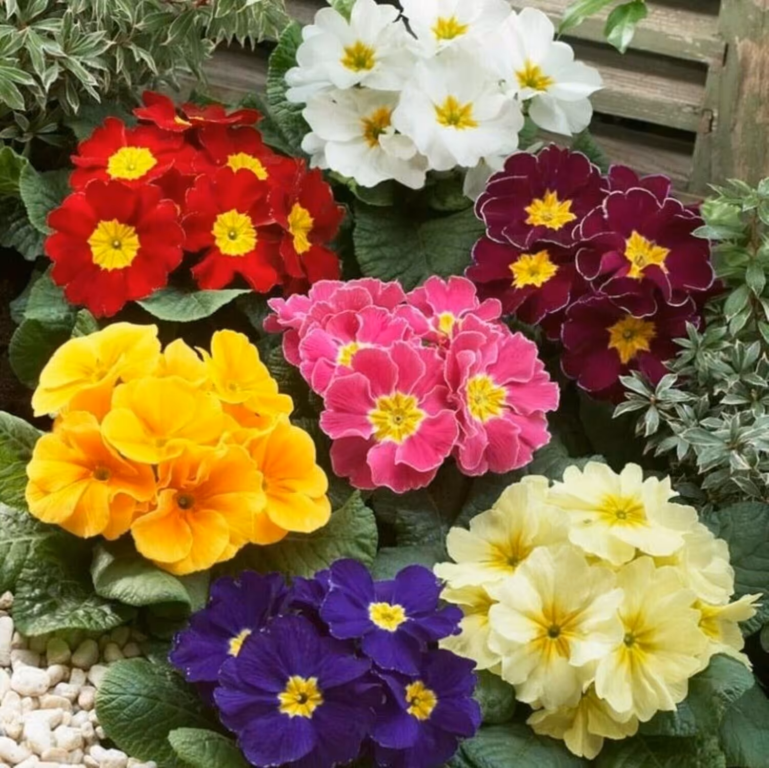 کود تقویتی مخصوص گل پامچال ظرافت