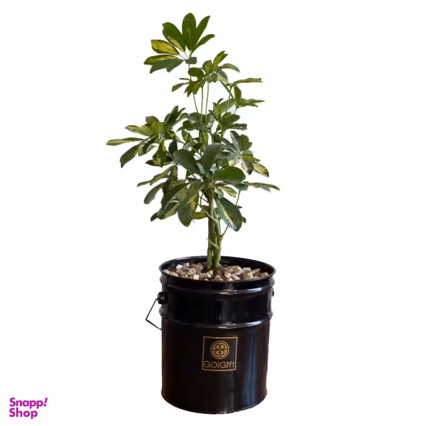 گیاه طبیعی شفلرا ابلق گل گیفت کد GP014