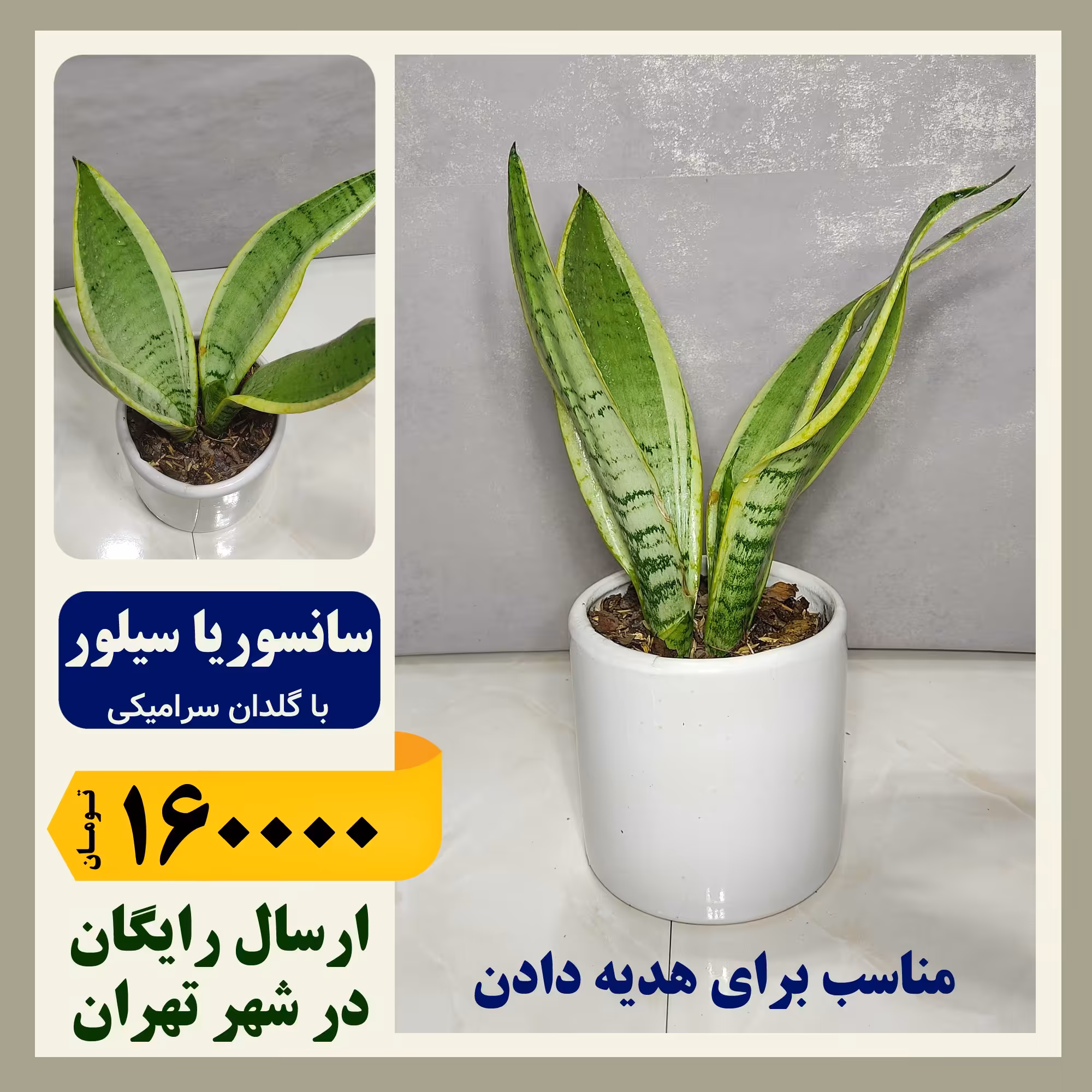 سانسوریا سیلور گلد با گلدان سرامیکی 