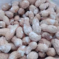 بادام زمینی روکش دار 500گرم