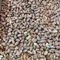 بادام زمینی آستانه درجه یک درشت