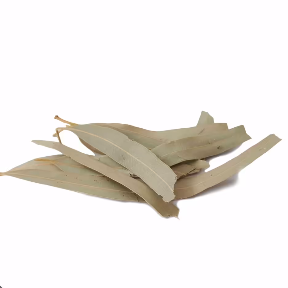 برگ اکالیپتوس 