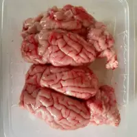 مغز شتر
