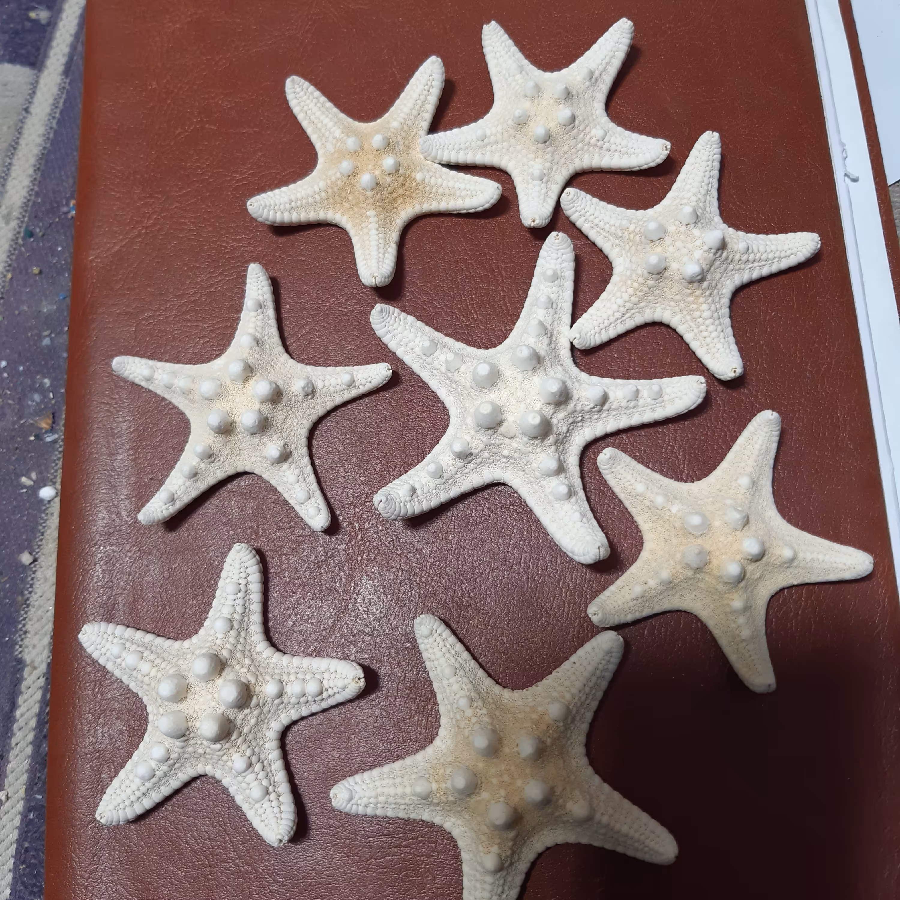 ستاره دریایی تایلندی  کد 2