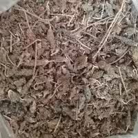 اسطوخودوس ریحان