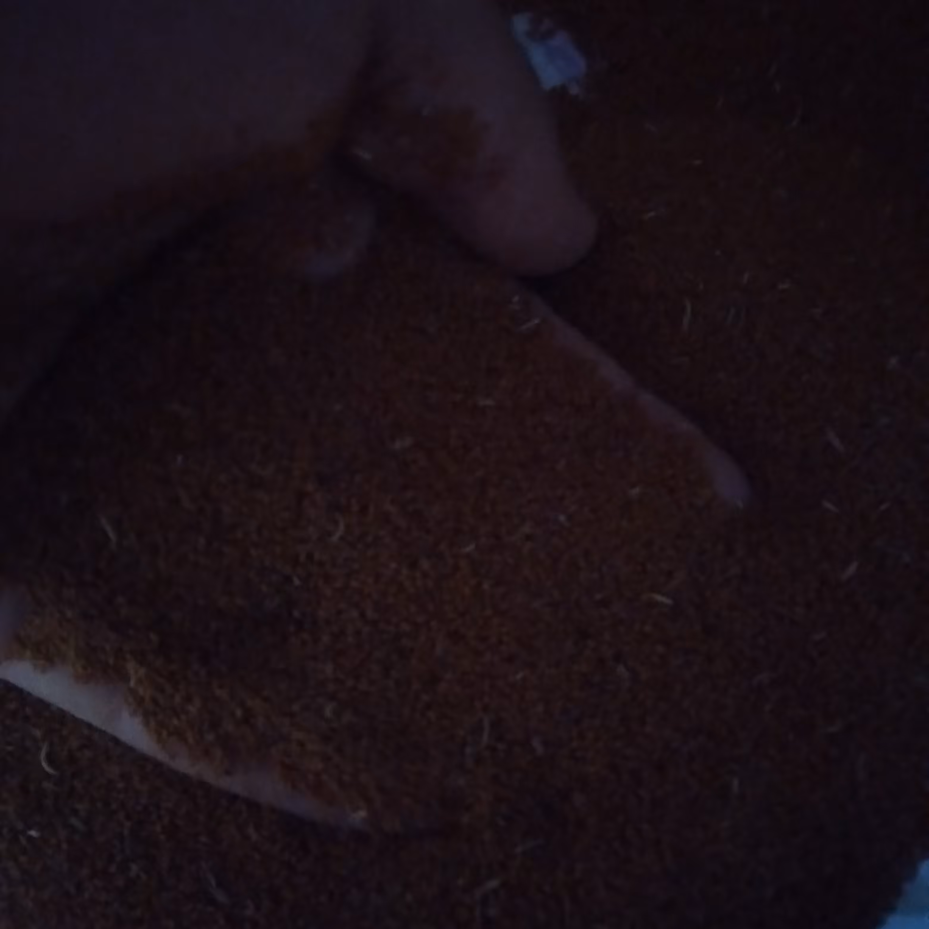 خاکشیر  بدون سبزه 