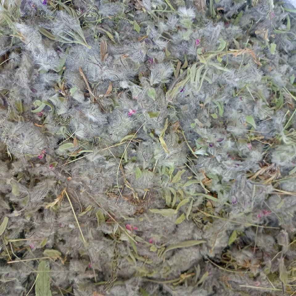 چای کوهی توکلیجه