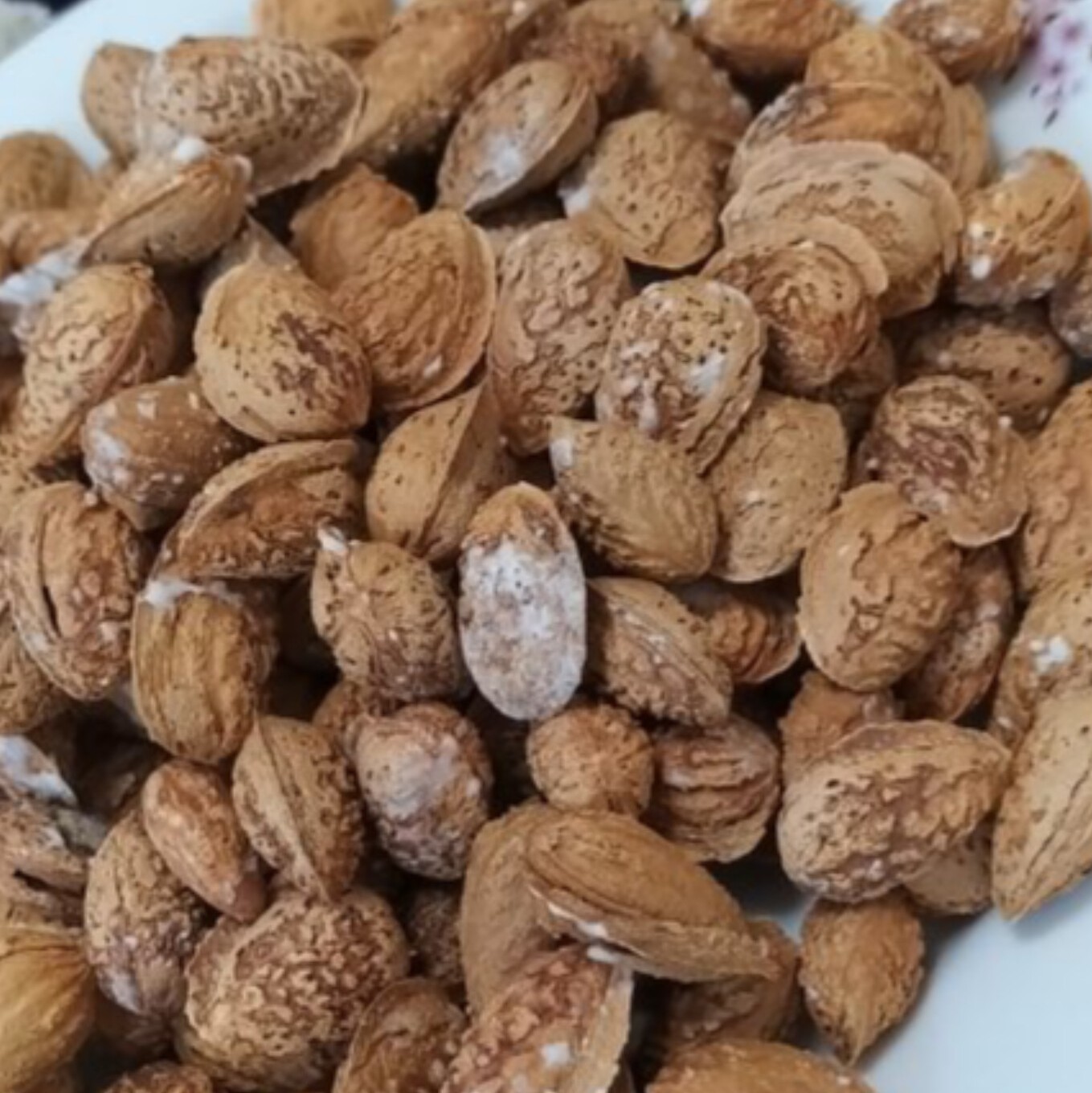 بادام کاغذی شور خرید بی واسطه
