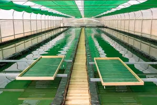 طرح توجیهی جلبک اسپیرولینا - Tarhtojihi.org