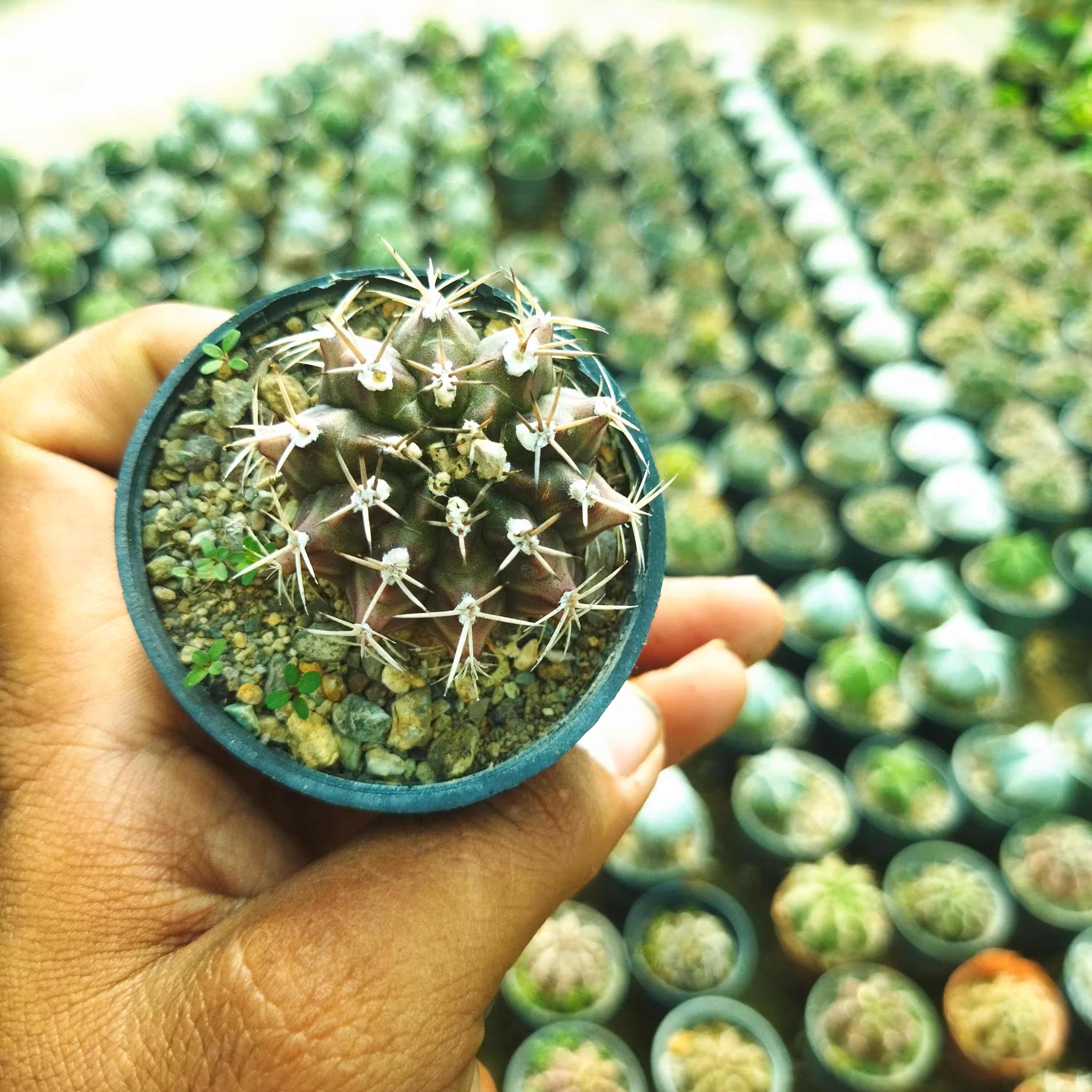 ژمینو شکلاتی 