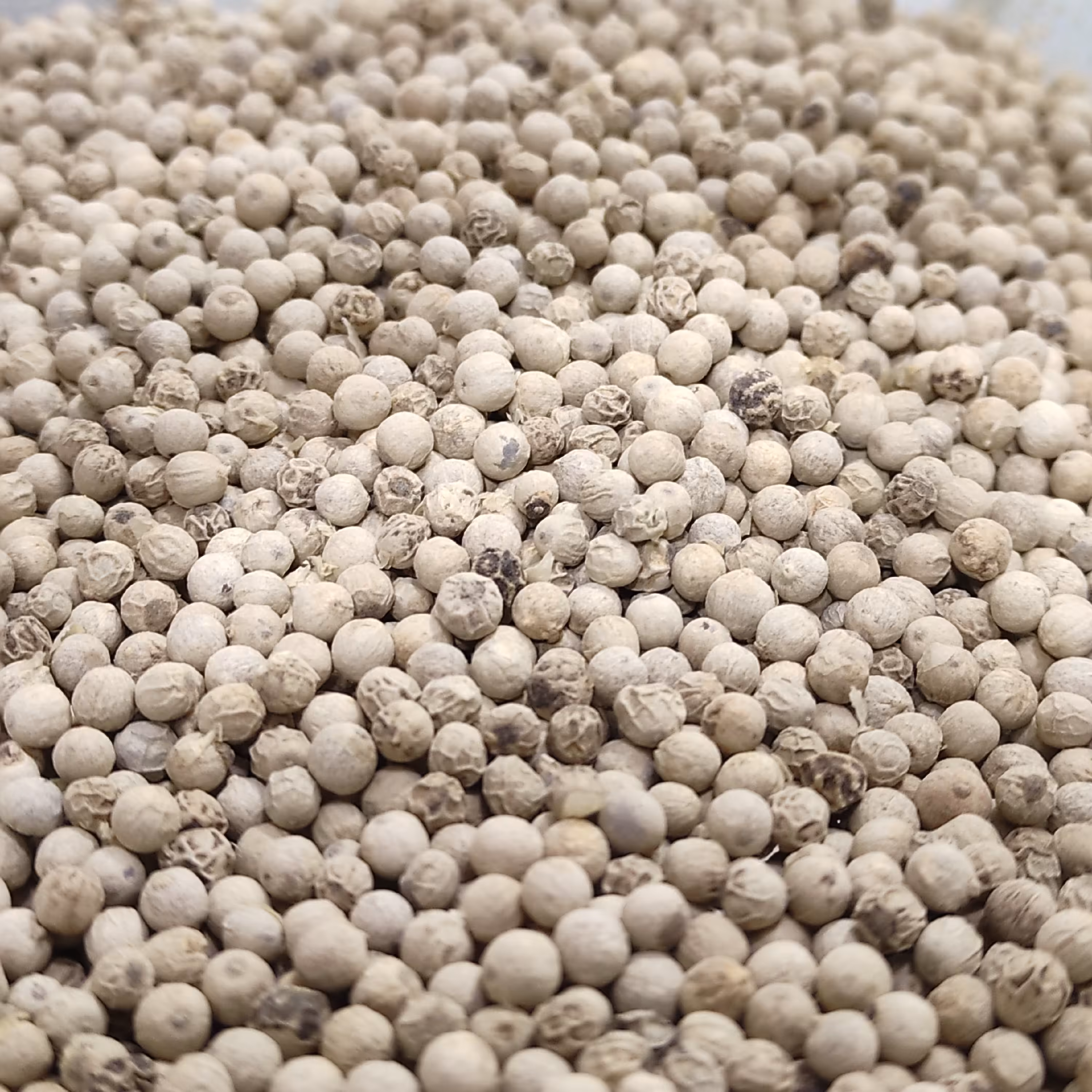 فلفل سفید (100گرمی)