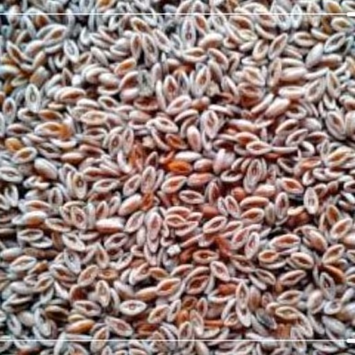 گیاه اسفرزه 5ستاره فدک (100 گرم)