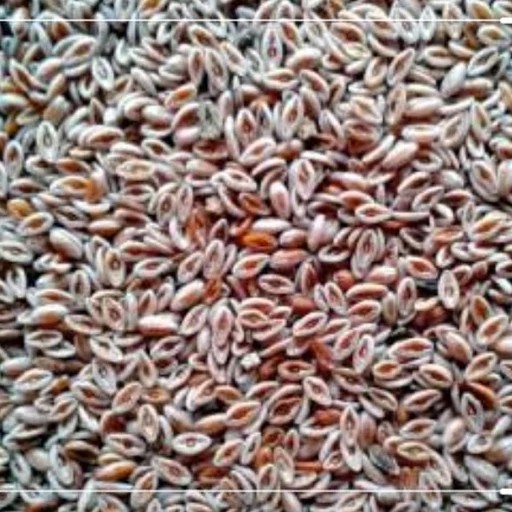 گیاه اسفرزه 5ستاره فدک (100 گرم)