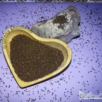 اسپند خشکبار سورنا به صورت دان درجه یک بسته بندی 100 گرمی