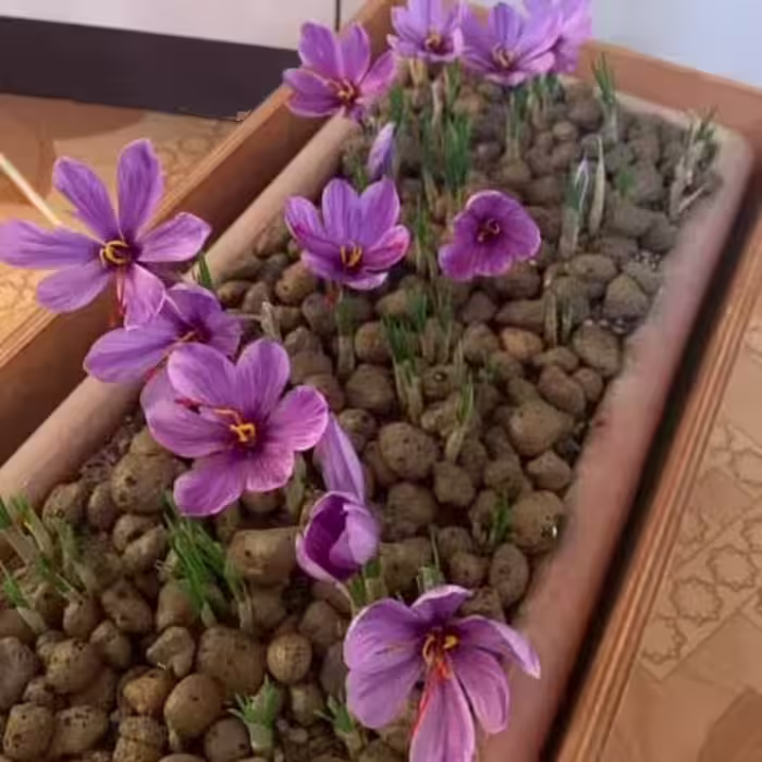 مجموعه  500گرمی پیاز زعفران درجه یک