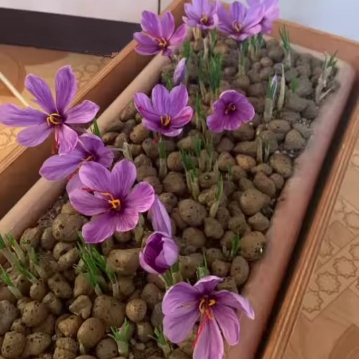 مجموعه 500گرمی پیاز زعفران درجه یک