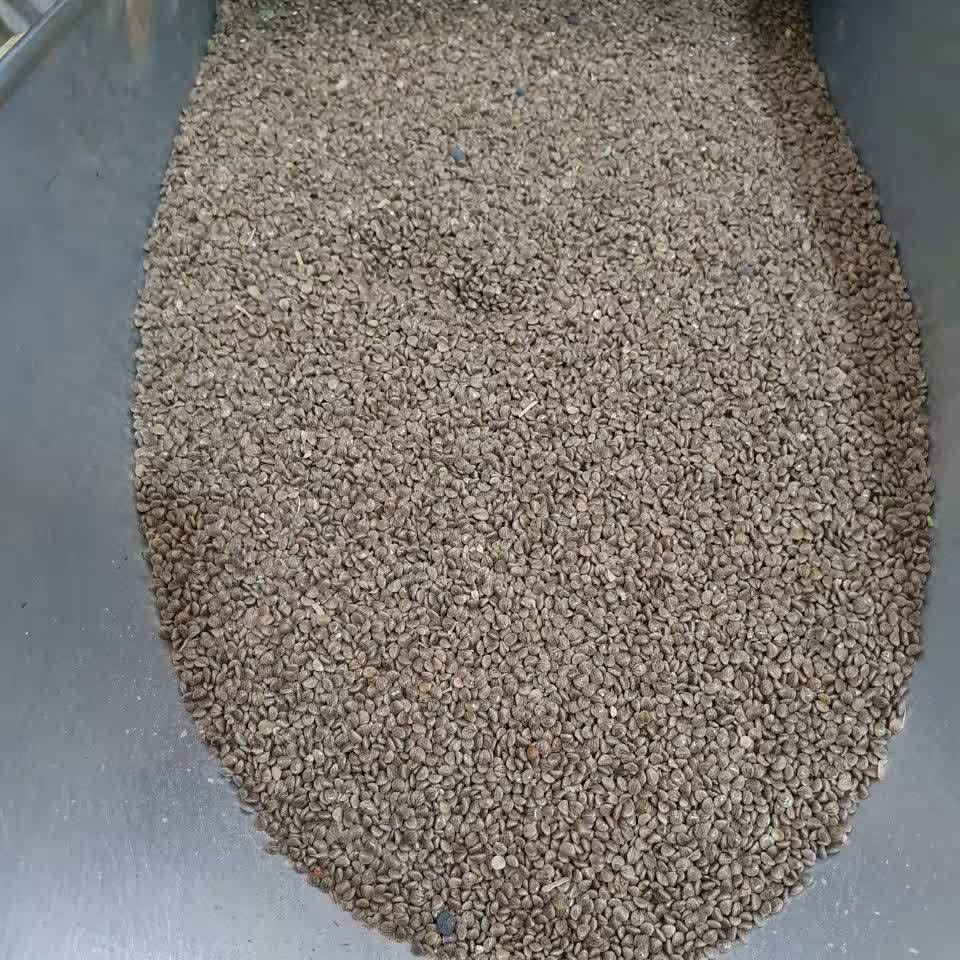 تخم مرو 50 گرم 