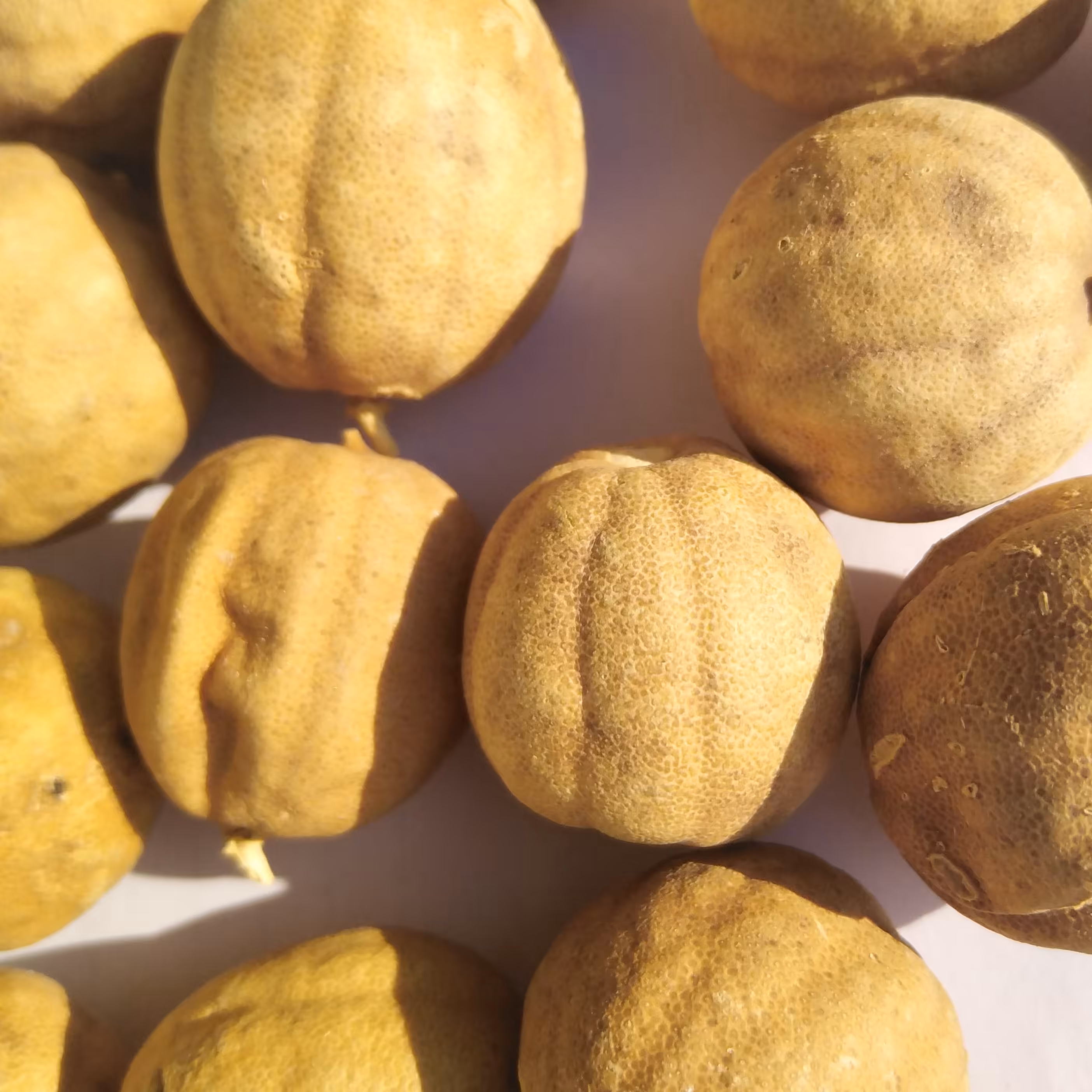 لیمو خشک طبیعی 1 کیلویی و تازه از باغات جنوب فارس اندازه درشت و متوسط 