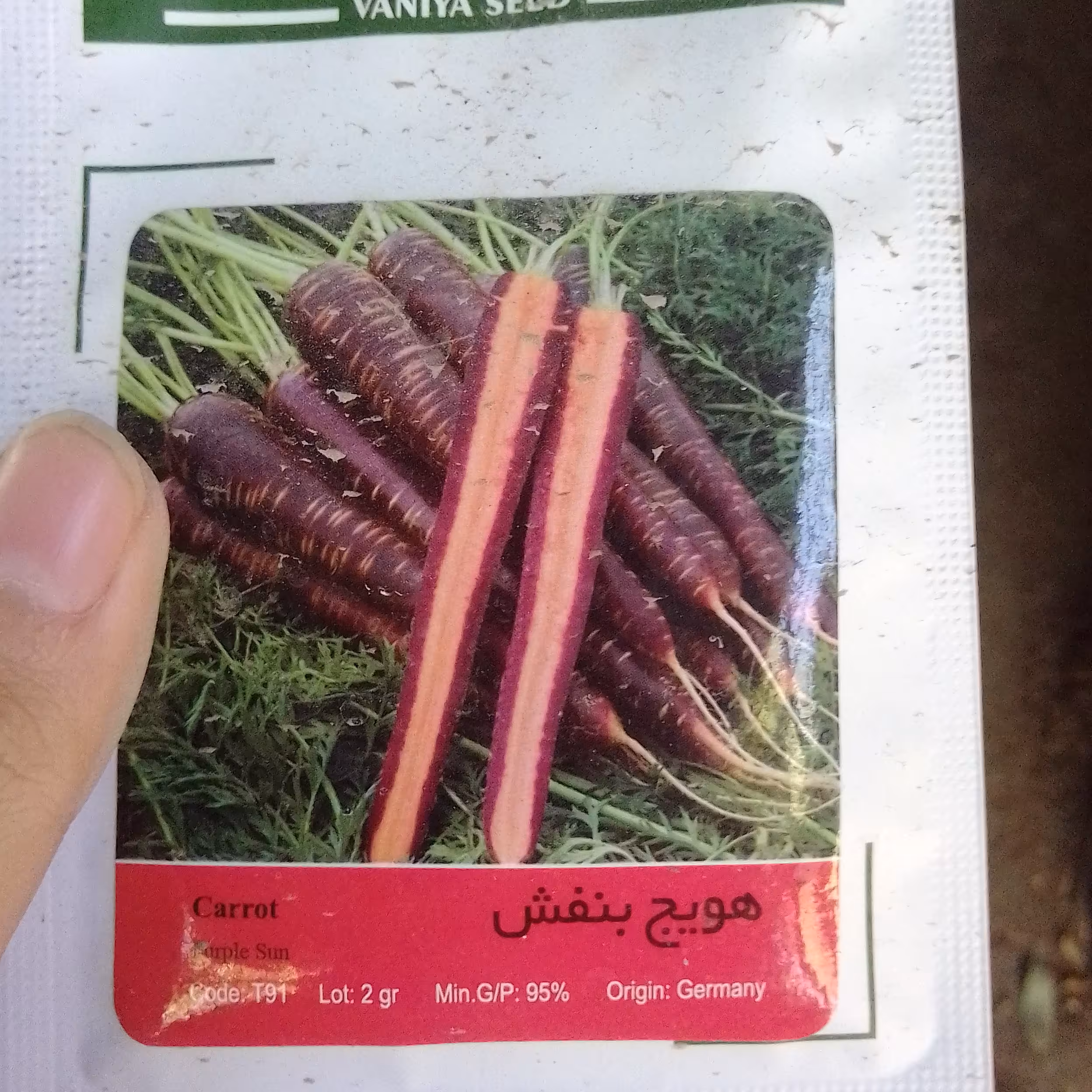 بذر هویج بنفش