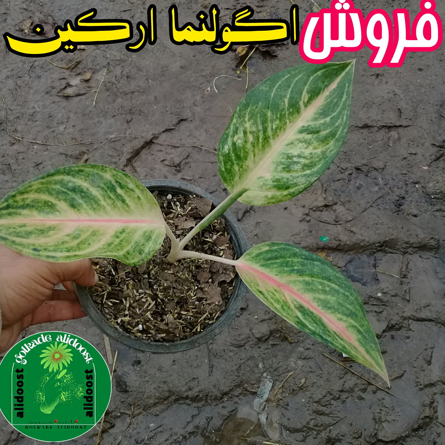 آگولنما ارکین