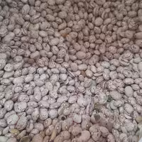 لوبیا چیتی فله