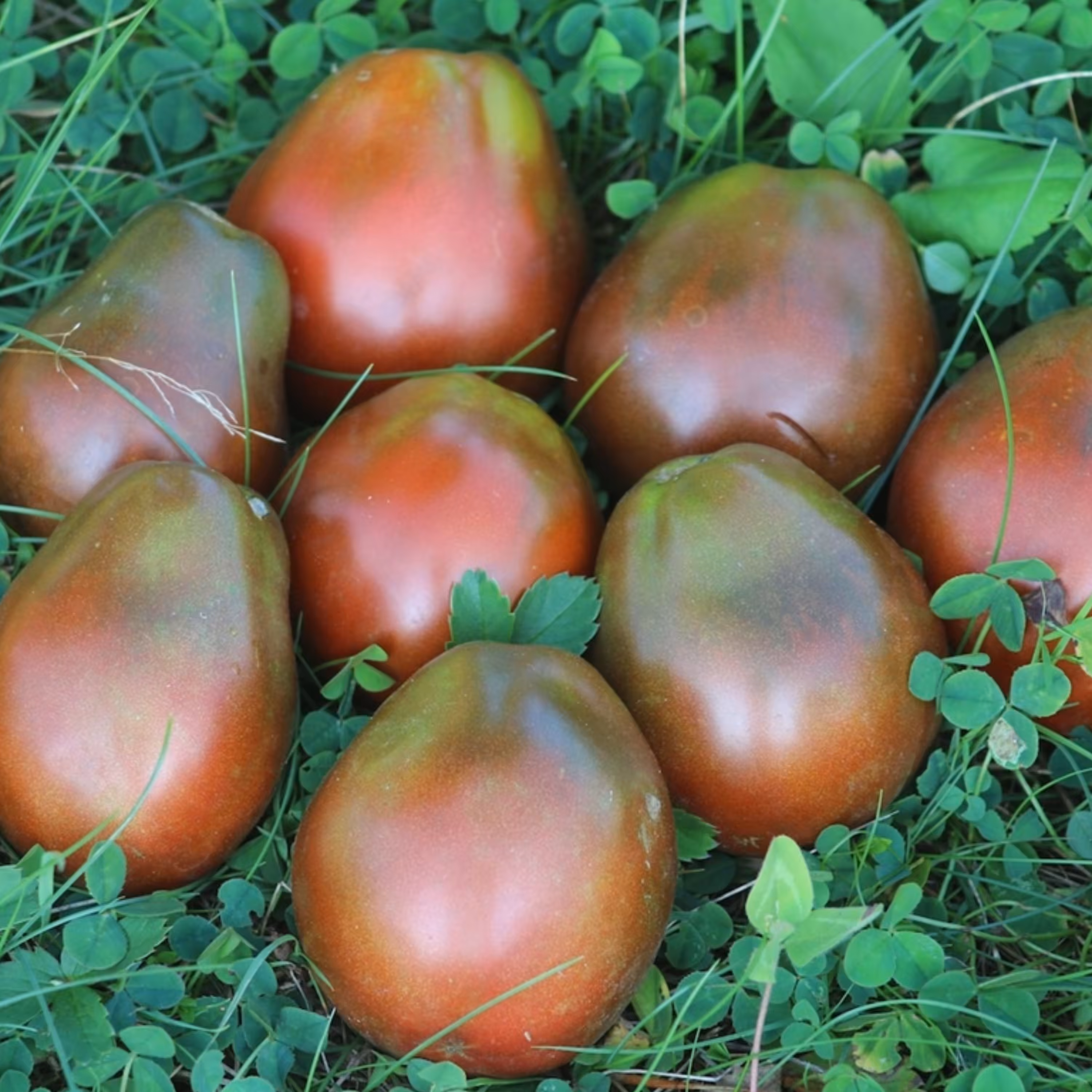 بذر گوجه فرنگی ترایفل ژاپنی 20 عددی