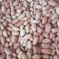 بادام زمینی آستانه شور 1 کیلویی