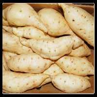 پک 120 عددی قلمه سیب زمینی شیرین ریزوم دار رقم بونیتا مناسب کاشت در باغ ها و باغچه ها و مزارع وتولید نهال و..