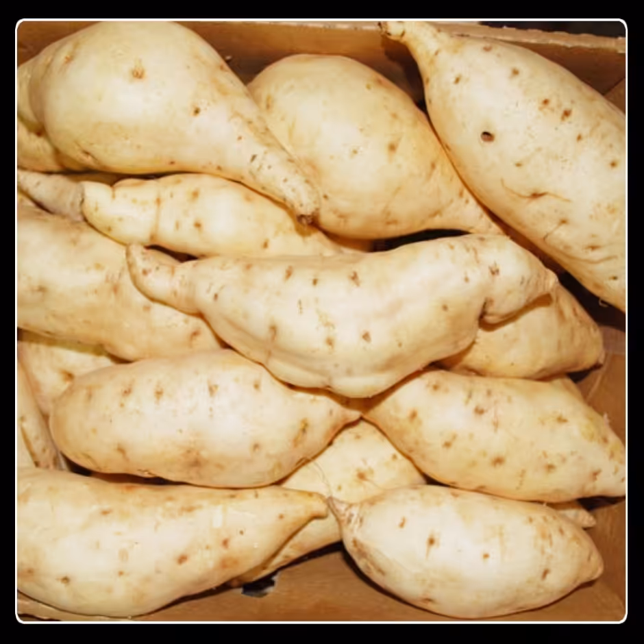 پک 120 عددی قلمه سیب زمینی شیرین ریزوم دار رقم بونیتا مناسب کاشت در باغ ها و باغچه ها و مزارع وتولید نهال و..